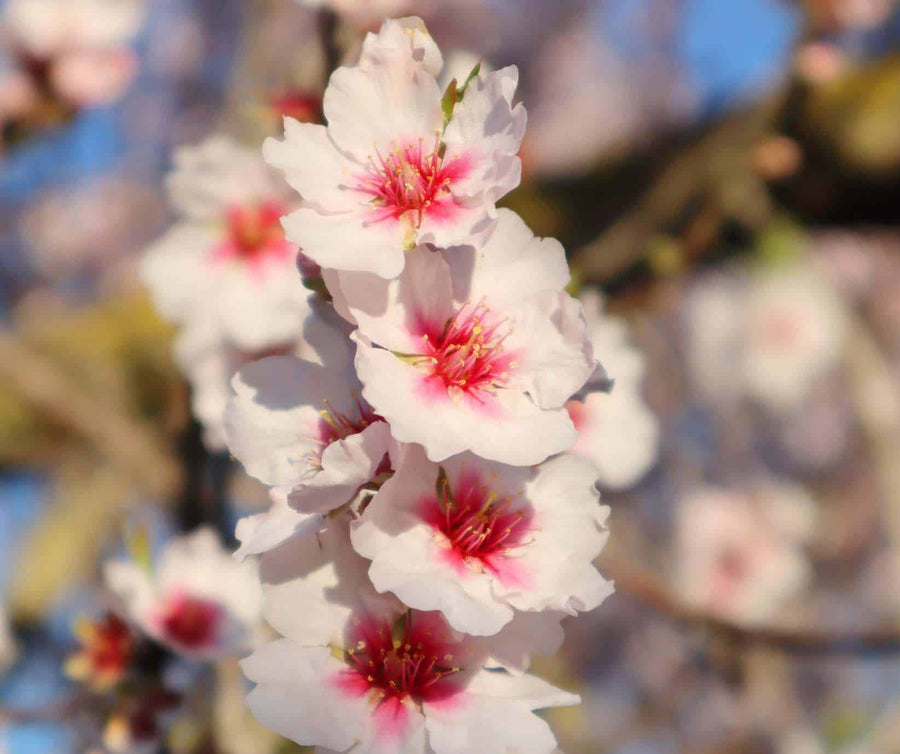 🌸 Los almendros en flor en febrero: el espectáculo que da vida al turrón