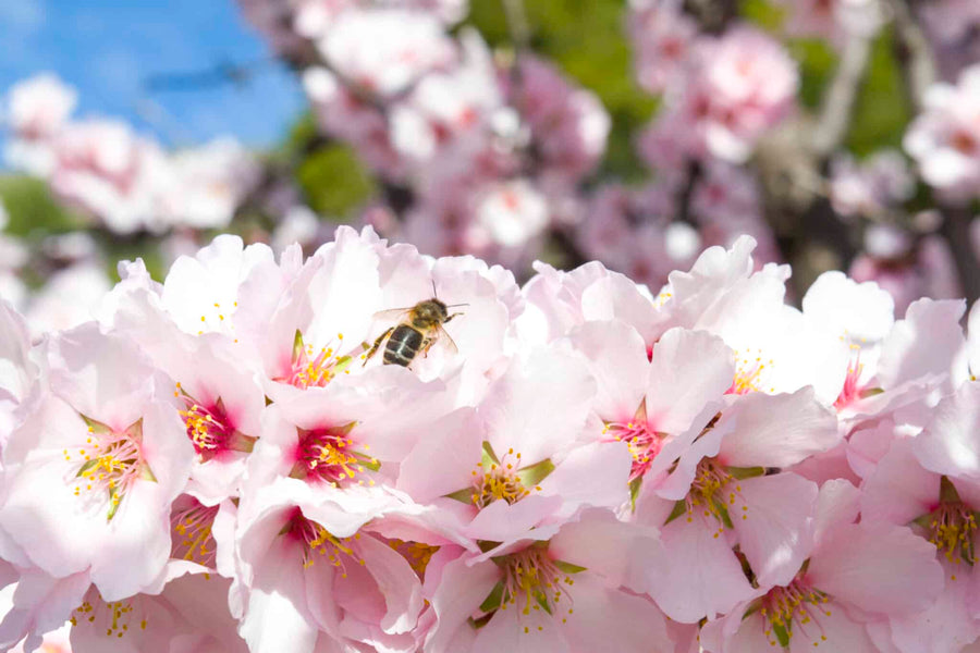 día mundial de las abejas
