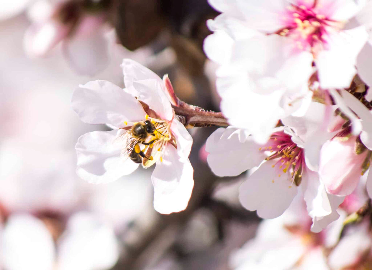 Abeja polinizadora en flor de almendro