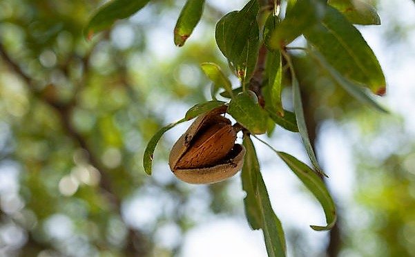 Tiempo de recolectar almendras