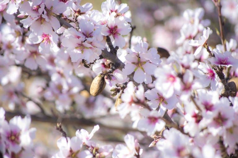 almendros en flor jijona