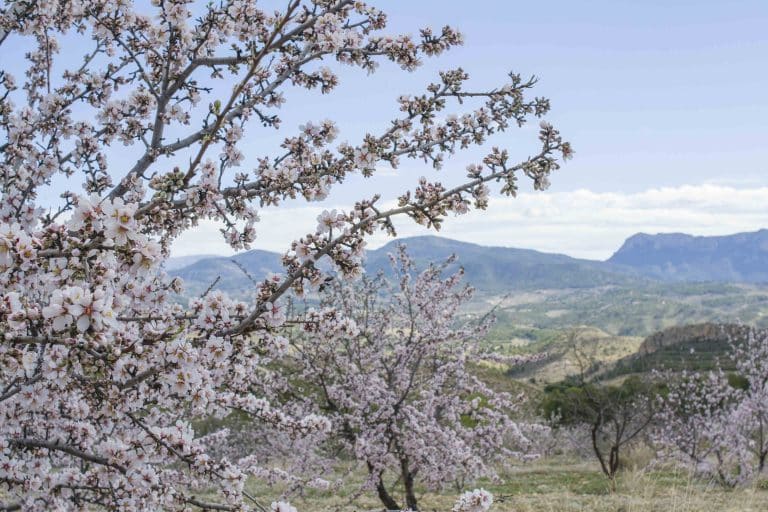 Plantación de almendros Turrón Picó