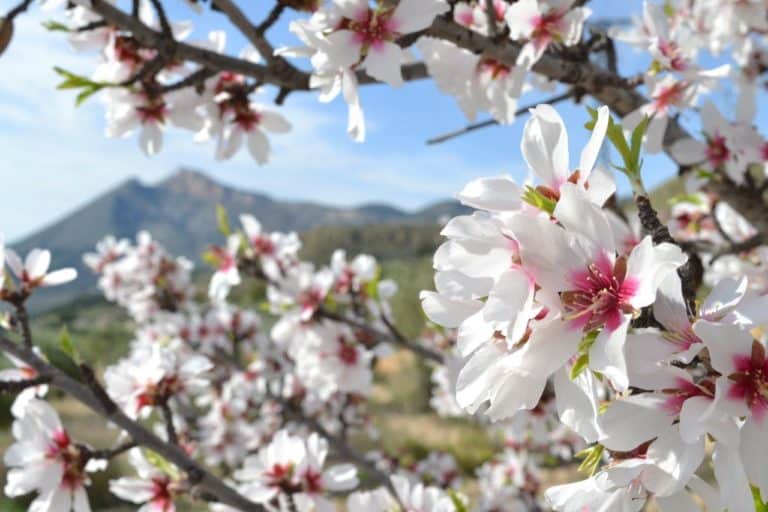 Flor de almendro Jijona Turrones Picó