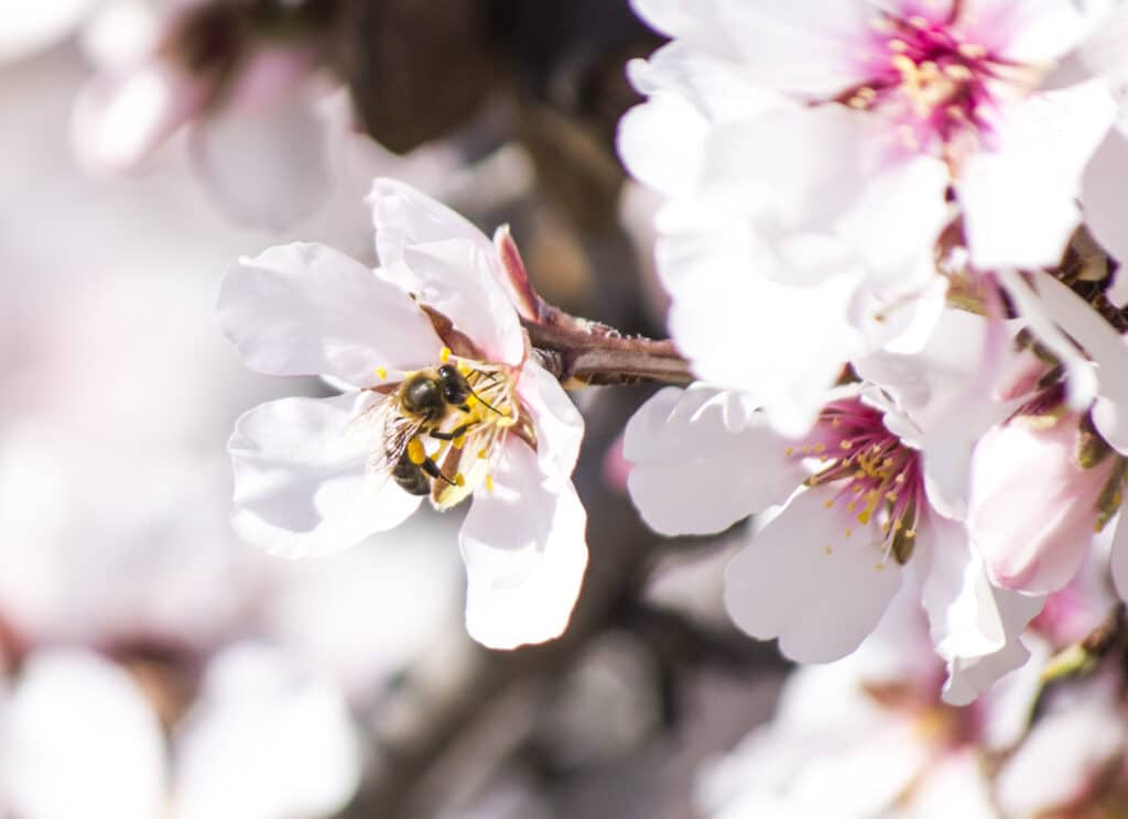 Abeja polinizadora en flor de almendro