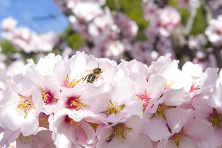 día mundial de las abejas