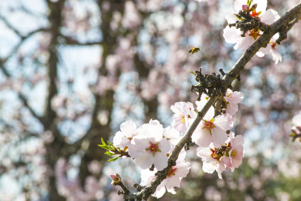 Almendro en flor en Jijona